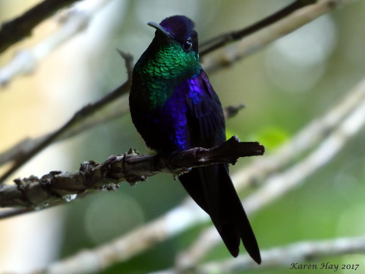 Crowned Woodnymph (formerly Violet-crowned Woodnymph)