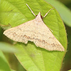 Erebid Moth