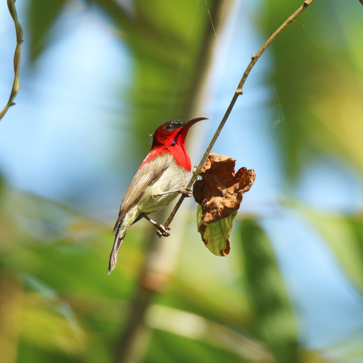 Crimson Sunbird