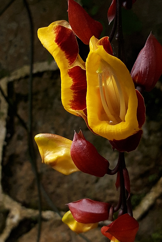 Indian clock vine