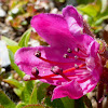 Kamchatka Rhododendron