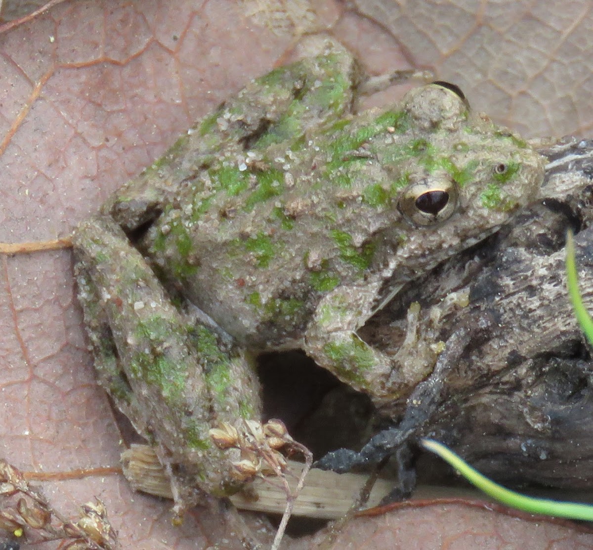 Northern Cricket Frog