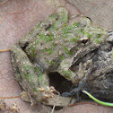 Northern Cricket Frog