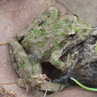 Northern Cricket Frog