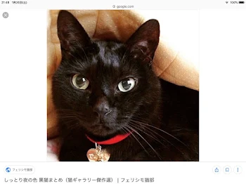 捨てられた黒猫の呪い最終話