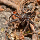 Ground Crab Spider