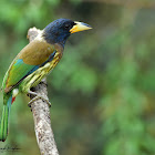 Great Barbet