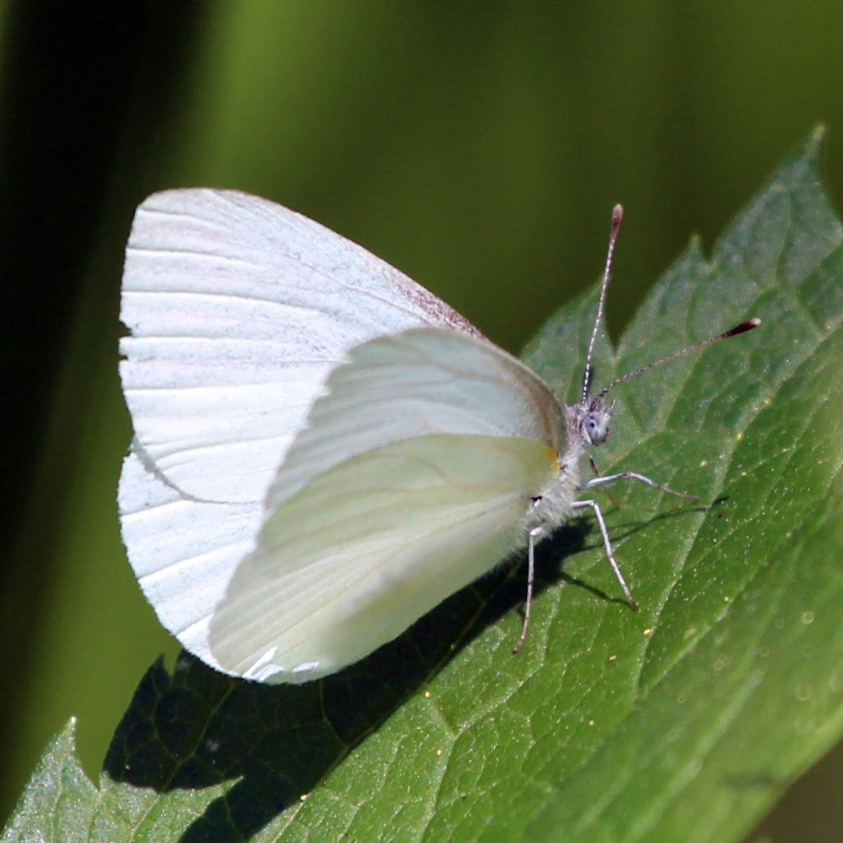 West Virginia White Butterfly