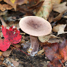 Fenugreek Milkcap