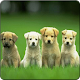 Download Dog and Cute Puppy Wallpapers HD For PC Windows and Mac 1.0