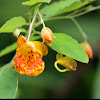 Spotted Touch-Me-Not (Spotted Jewelweed)