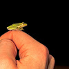 American Green Treefrog