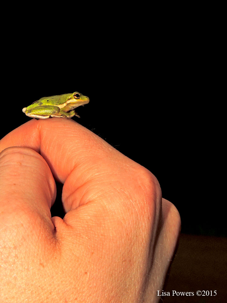 American Green Treefrog