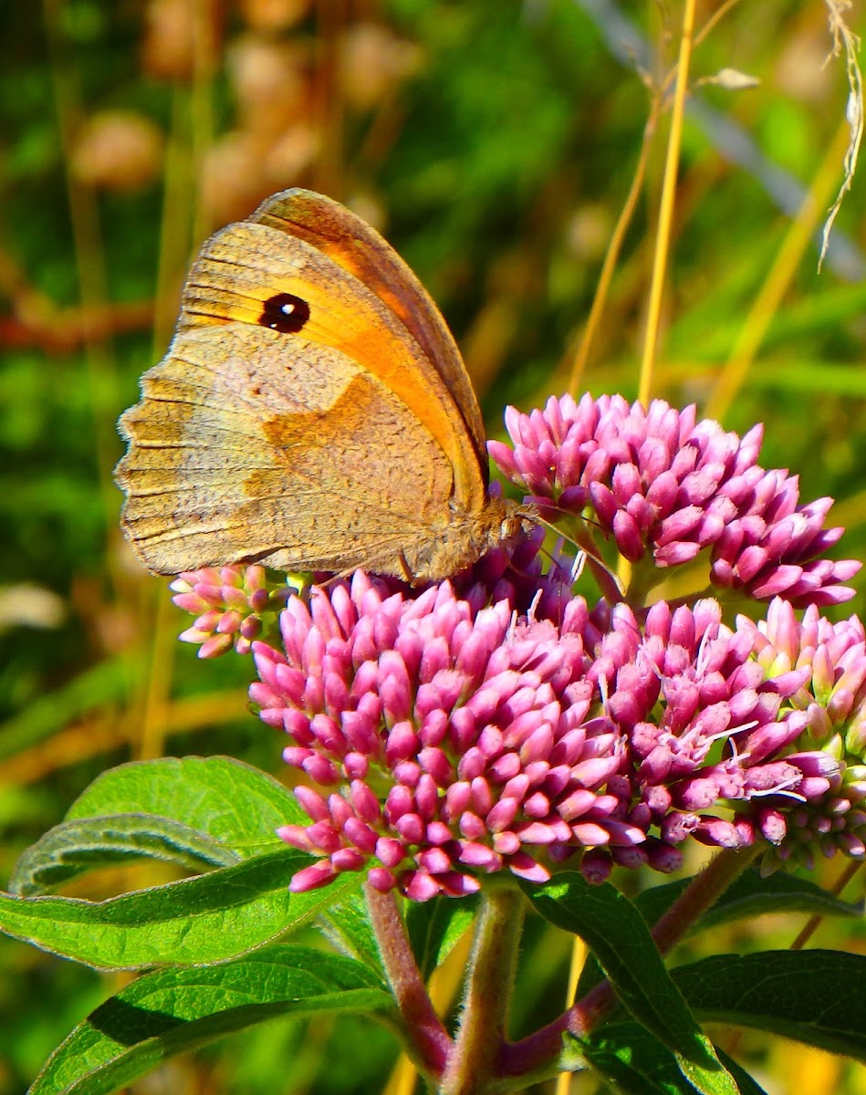 Meadowbrown