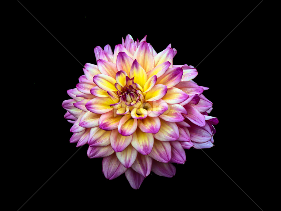 Dahlia with Black background | Single Flower | Flowers | Pixoto