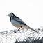 Pied Wagtail