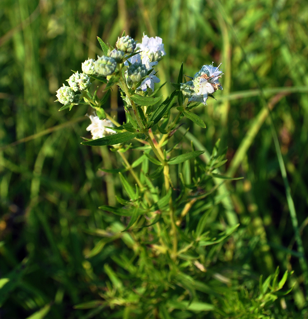 Virginia Mountain Mint