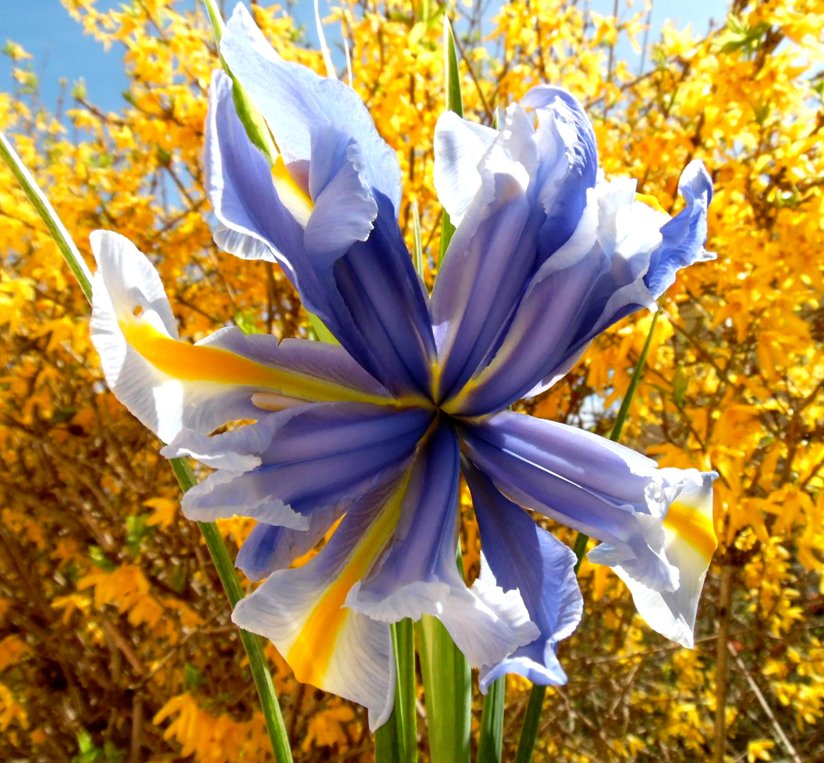 Iris transgenico di joysphoto