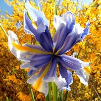 Iris transgenico di 