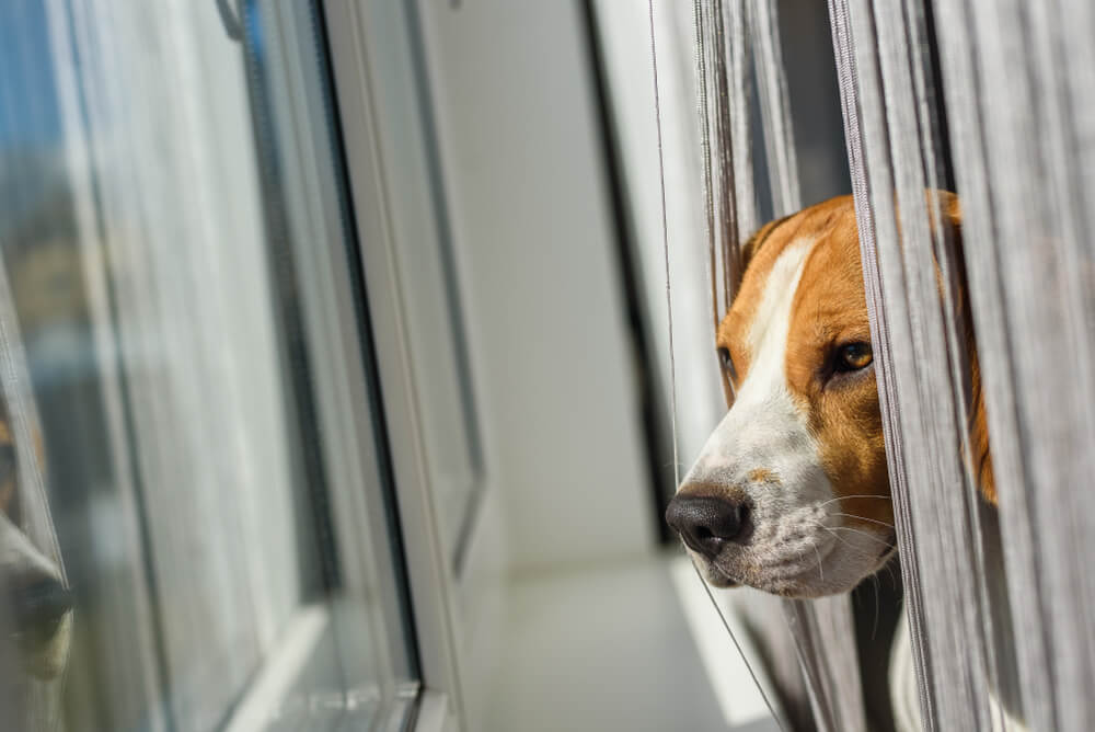 dog staring by the window