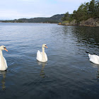 mute swan