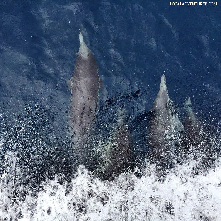 Common Dolphins - Things to See in San Diego.