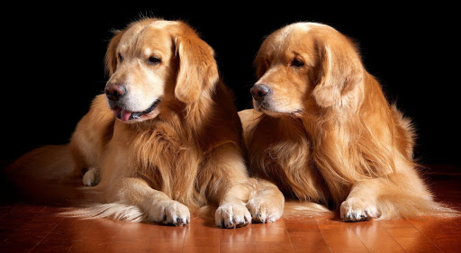 ? Golden Retriever Wallpapers