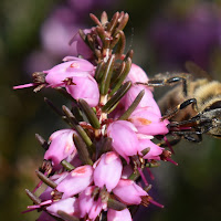 L'impollinazione di 