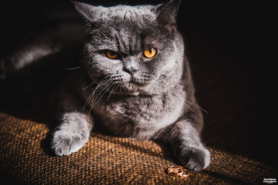 Jurufoto perkahwinan Ekaterina Levickaya (katyalev). Foto pada 12 September 2016