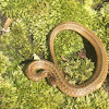 Brown Snake