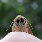 Moth