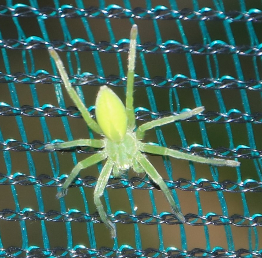 Green Huntsman Spider