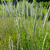 American Dune Grass