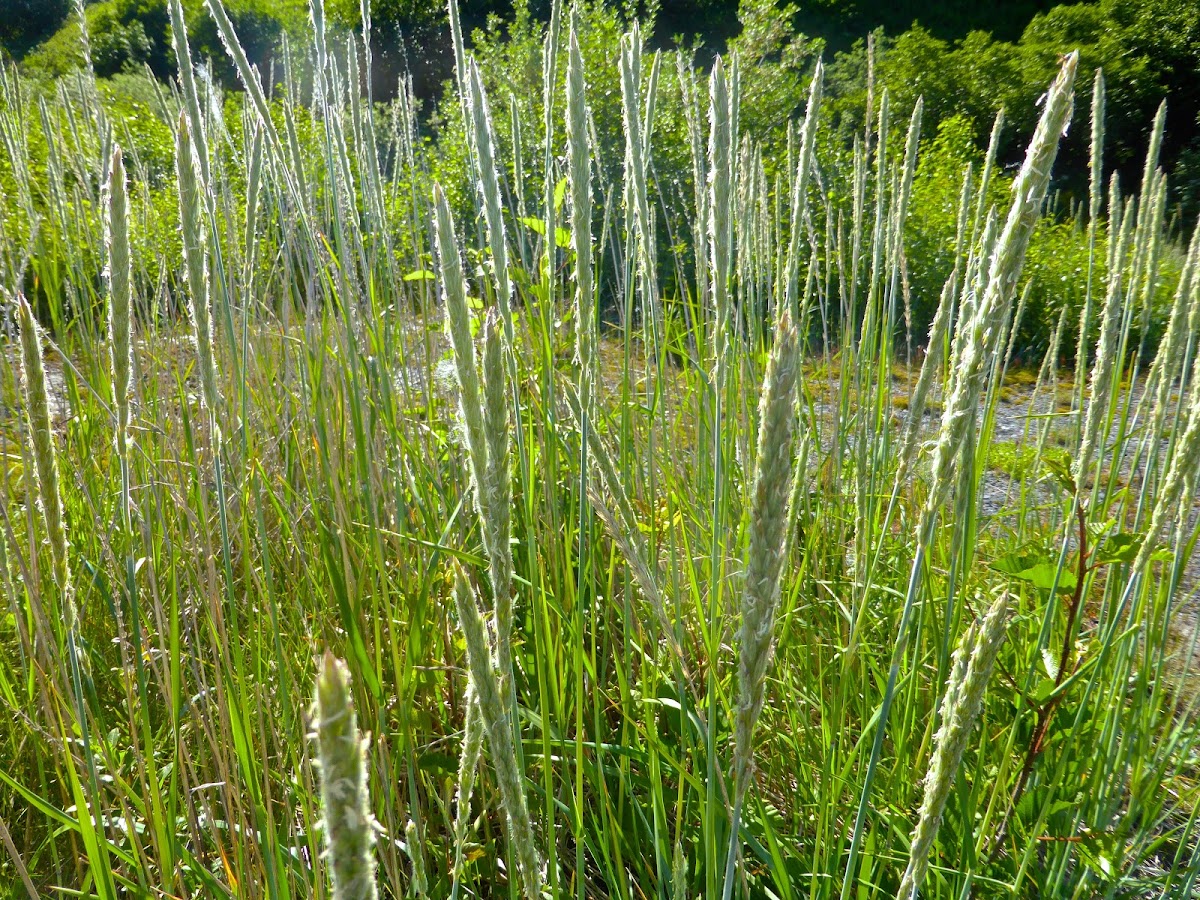 American Dune Grass