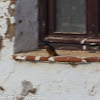 Kingfisher; Martín Pescador