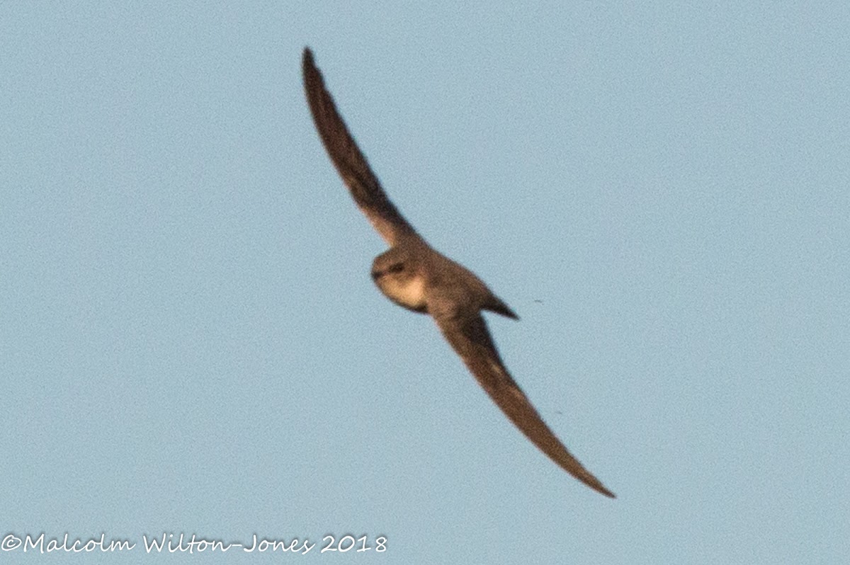 Crag Martin