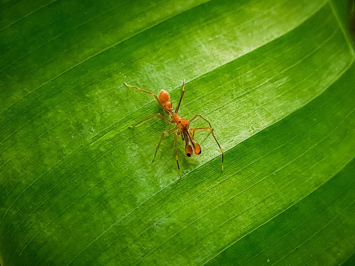 Weaver ant mimic spider