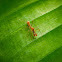 Weaver ant mimic spider