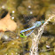 Eastern Pondhawk