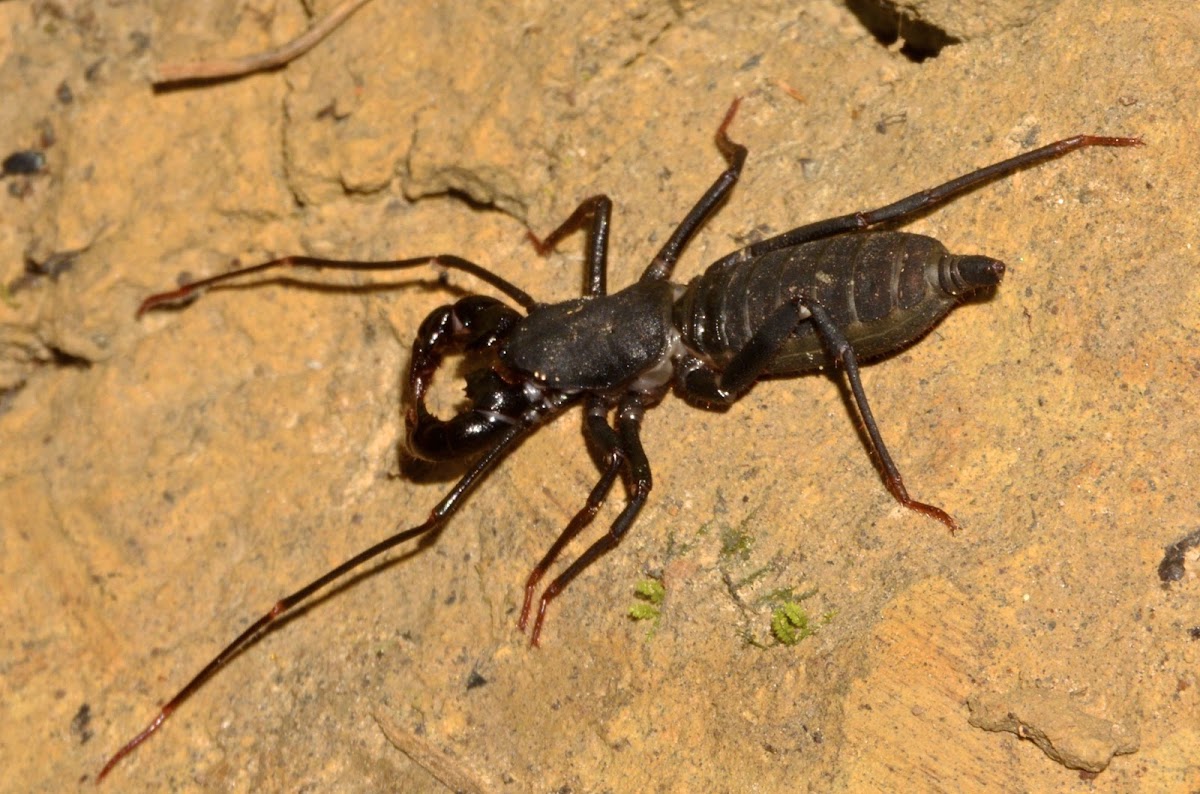 Whip Scorpion