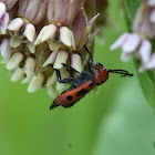 Milkweed Beetle