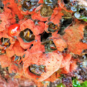 Thick encrusting scarlet sponge