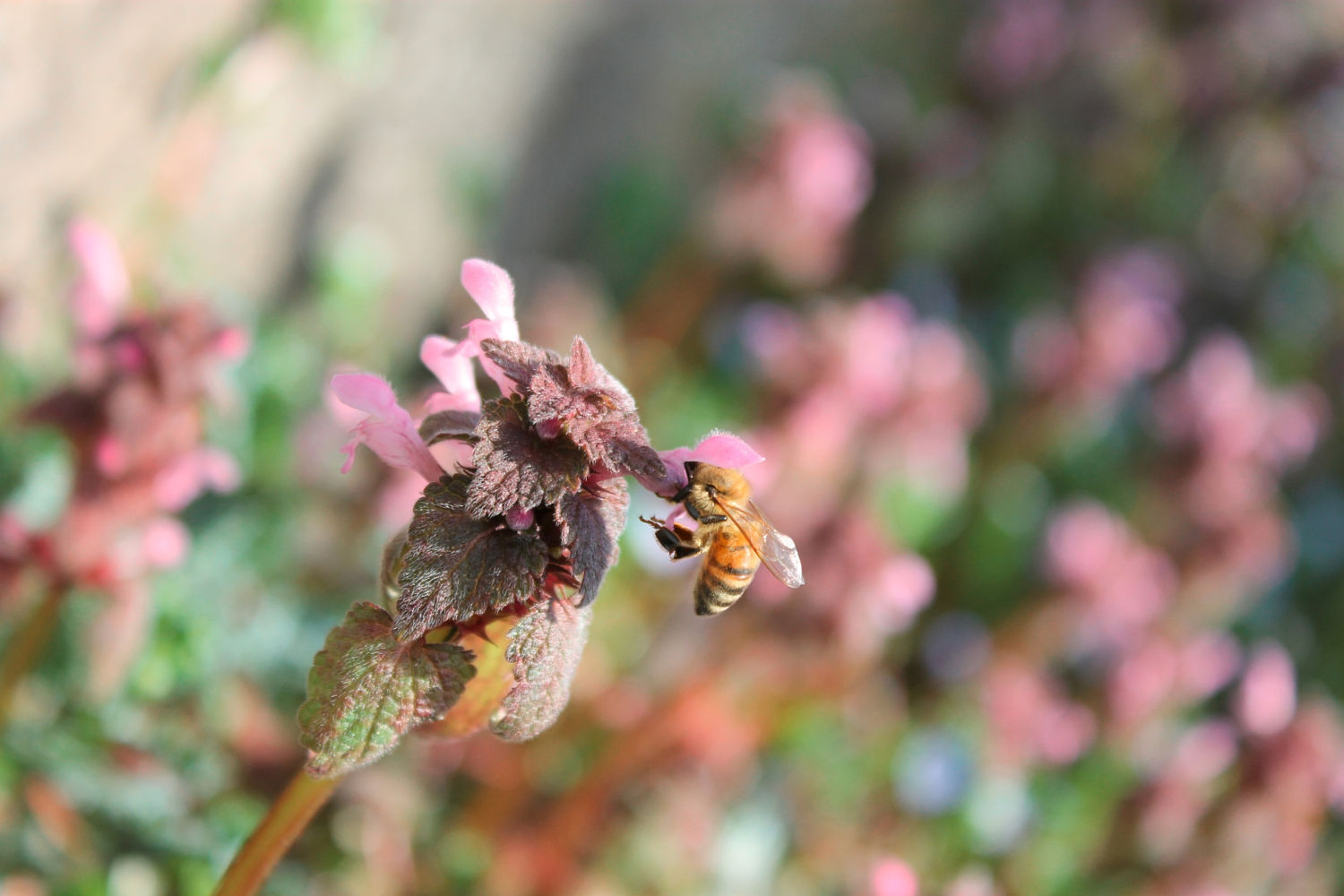 Bee in spring di Cristian De Luca