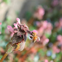 Bee in spring di 