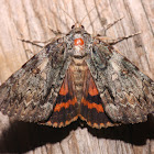 Oldwife Underwing - 8795