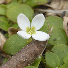 Roundleaf Bluet