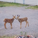 Mule Deer