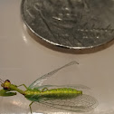 Green Mantisfly