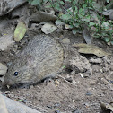 Hispid Cotton Rat