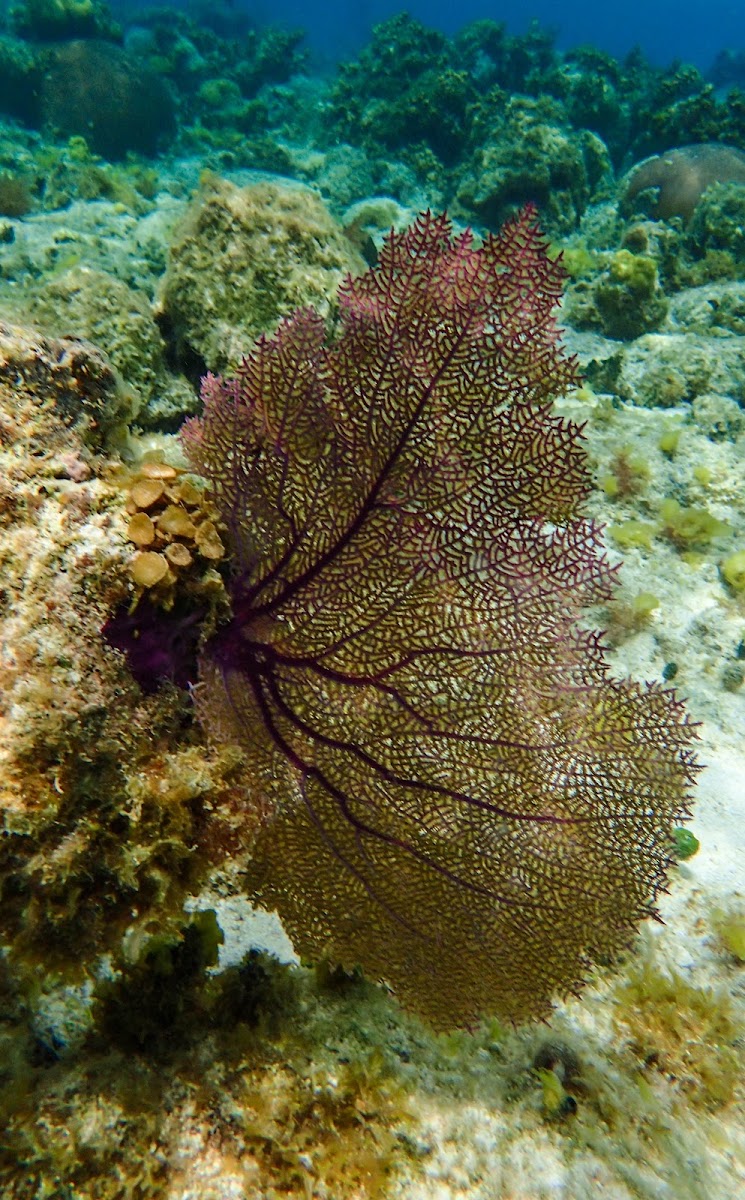 Purple Sea Fan